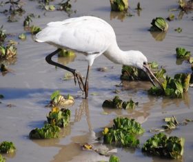 Egret preying Stock Photo 02