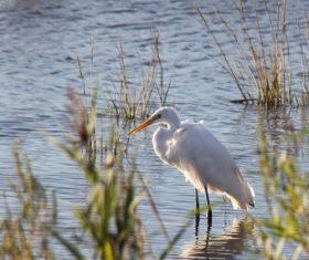 Egret preying Stock Photo 03