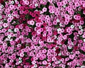 Flower ocean Stock Photo