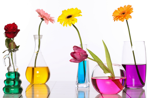 Flowers in glasses of coloured water Stock Photo 01