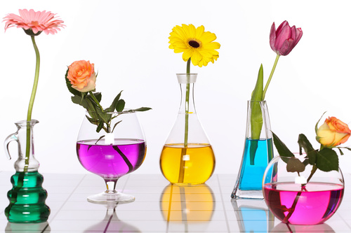 Flowers in glasses of coloured water Stock Photo 02