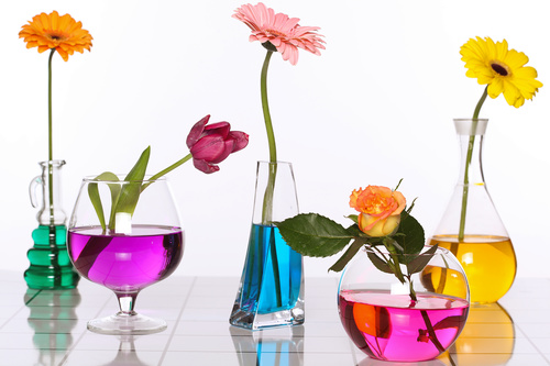 Flowers in glasses of coloured water Stock Photo 03