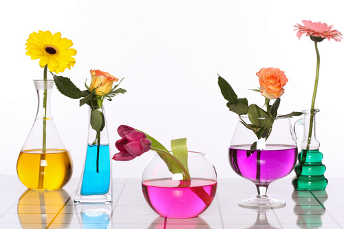 Flowers in glasses of coloured water Stock Photo 04