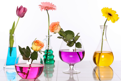 Flowers in glasses of coloured water Stock Photo 05