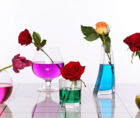 Flowers in glasses of coloured water Stock Photo 06