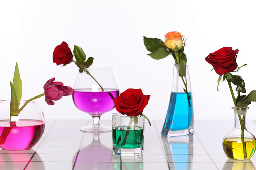 Flowers in glasses of coloured water Stock Photo 06