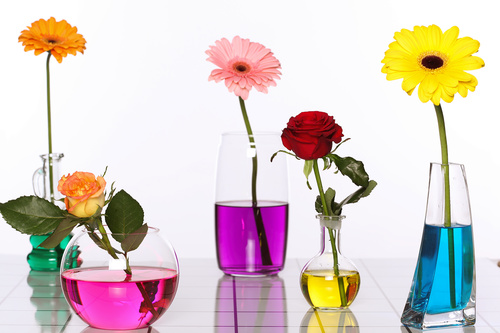 Flowers in glasses of coloured water Stock Photo 07