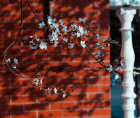 Flowers on twigs Stock Photo 01