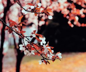 Flowers on twigs Stock Photo 02