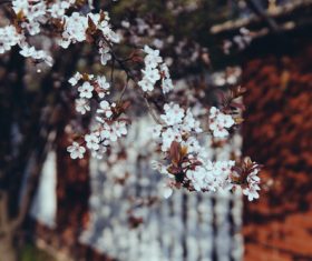 Flowers on twigs Stock Photo 03