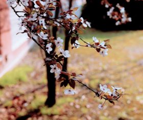 Flowers on twigs Stock Photo 04