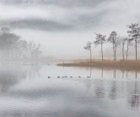 Fog tree natural scenery of ducks in the river Stock Photo
