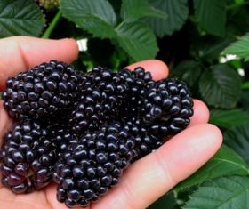 Fresh ripe blackberries Stock Photo