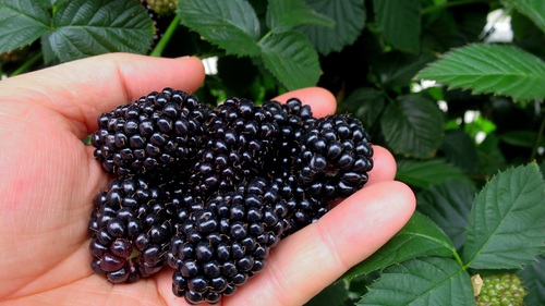 Fresh ripe blackberries Stock Photo