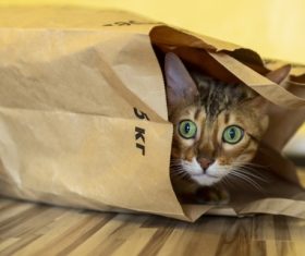 Frightened kitten hides Stock Photo