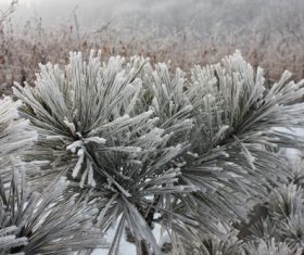 Frosted branches Stock Photo 01