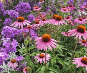 Garden Echinacea Stock Photo
