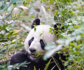 Giant panda in tussock Stock Photo