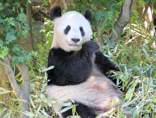 Giant panda sitting on the ground eating bamboo Stock Photo