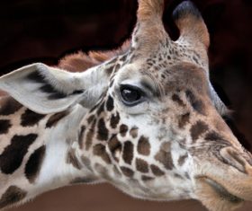 Giraffe head close-up Stock Photo