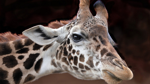 Giraffe head close-up Stock Photo