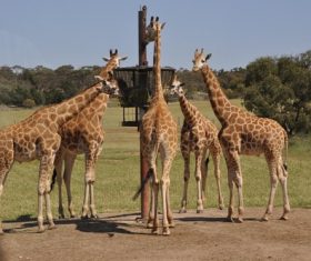 Giraffe in the reserve Stock Photo