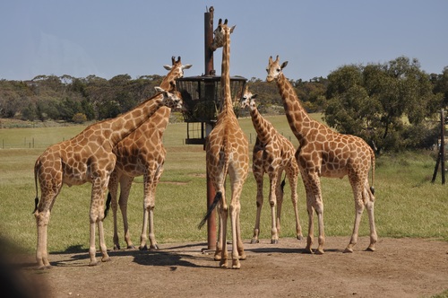 Giraffe in the reserve Stock Photo