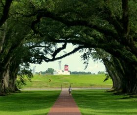 Grass and paved road under the shade Stock Photo