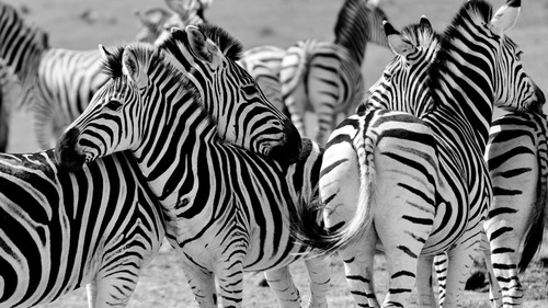 Gray photo zebra Stock Photo