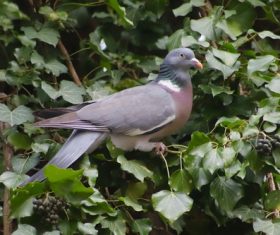 Gray pigeon standing on grapevine Stock Photo