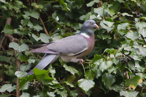Gray pigeon standing on grapevine Stock Photo