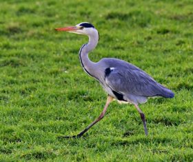 Great Blue Heron on the grass Stock Photo