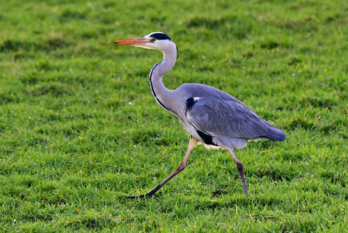 Great Blue Heron on the grass Stock Photo