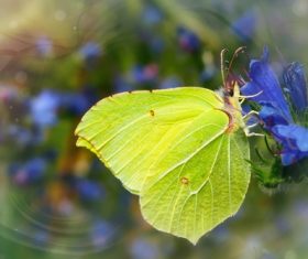Green butterfly on blue flowers Stock Photo