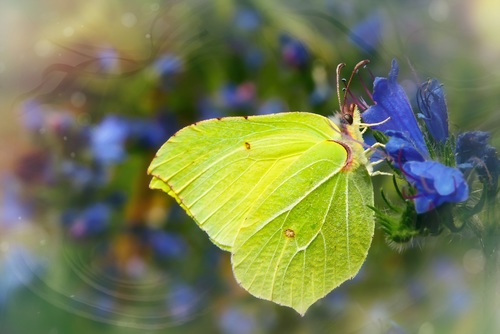 Green butterfly on blue flowers Stock Photo