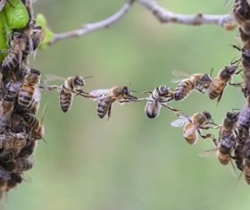 Group collaboration of bees Stock Photo