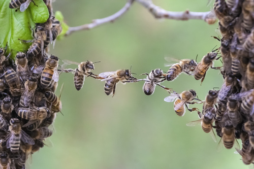 Group collaboration of bees Stock Photo