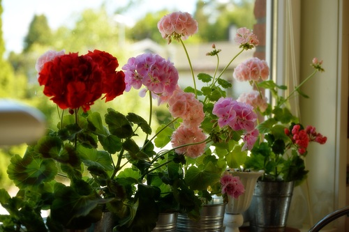 Indoor flowers geranium Stock Photo