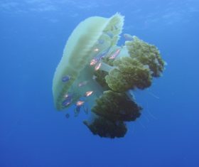 Jellyfish in the ocean Stock Photo 01