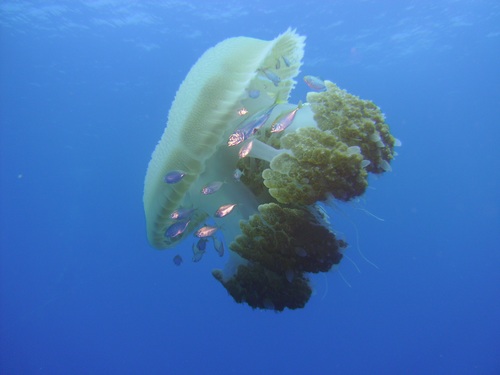 Jellyfish in the ocean Stock Photo 01