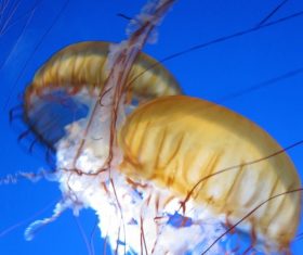 Jellyfish in the ocean Stock Photo 02