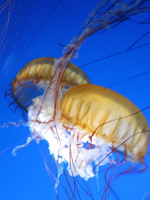 Jellyfish in the ocean Stock Photo 02