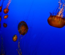Jellyfish in the ocean Stock Photo 03