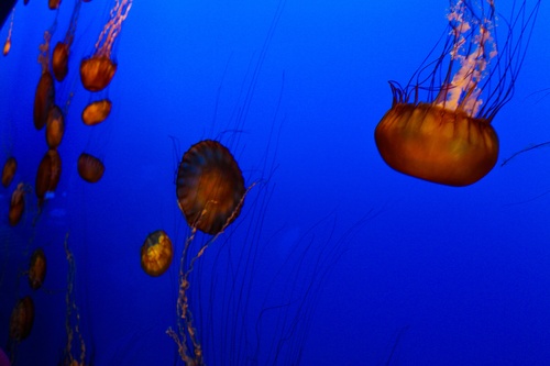 Jellyfish in the ocean Stock Photo 03