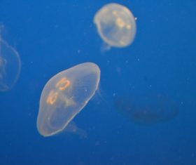 Jellyfish in the ocean Stock Photo 04
