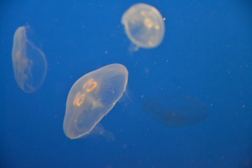 Jellyfish in the ocean Stock Photo 04