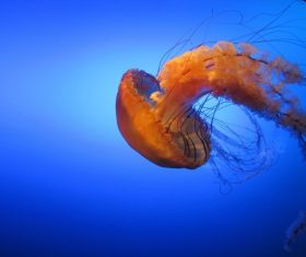 Jellyfish in the ocean Stock Photo 05