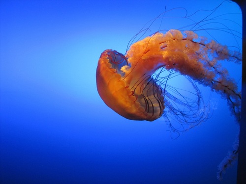 Jellyfish in the ocean Stock Photo 05
