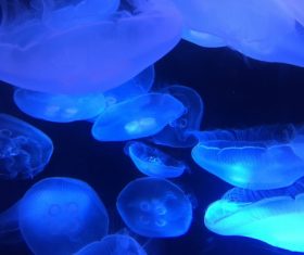 Jellyfish in the ocean Stock Photo 06