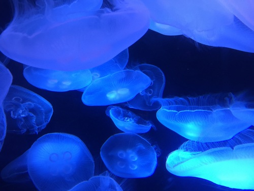 Jellyfish in the ocean Stock Photo 06